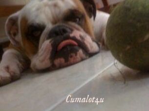 Cumalot4u