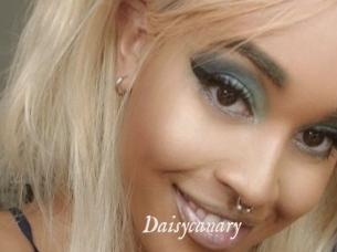 Daisycanary