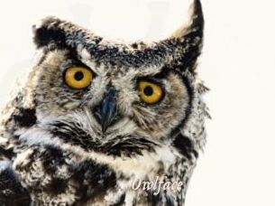 Owlface