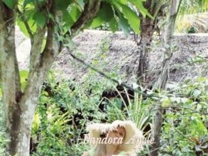 Pandora_Apple
